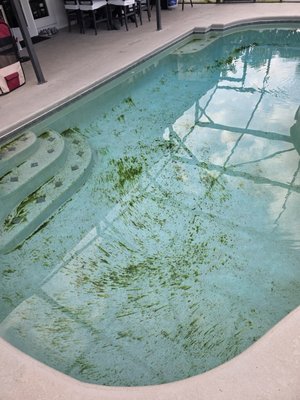 Green pool recovery - Don't Let Your Pool Turn Green!

If your pool has turned green, we can help restore it to crystal-clear perfection! Our special green pool treatment service starts at $200, depending on the severity and type of algae. This is separate from our regular weekly maintenance services, which are competitively priced.

Don’t let algae spoil your swim time! Contact us today for a free assessment and see how our reliable service can make a difference.