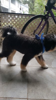 Dog groom - basic E guard all over with a teddy bear head Dog groom - basic E guard all over with a teddy bear head