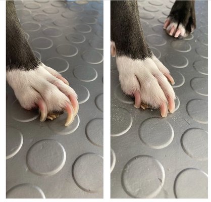 Dog Trim Nails - Trimming your Dog's nails is extremely important, they cannot walk comfortably on wood, Tile, or any hard surfaces. When the nails are long the quick is almost same long as the nails.