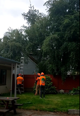 Tree Trimming - In this house, this client wanted to cut the branches that were hanging around his house since they were causing damage to the roof and gutters, so Toto's Tree Service quickly began to remove the branches not wanted by the client and at the end we served the client. Yes, that was how I wanted it, since we like our client to be satisfied with our work. Tree Trimming - In this house, this client wanted to cut the branches that were hanging around his house since they were causing damage to the roof and gutters, so Toto's Tree Service quickly began to remove the branches not wanted by the client and at the end we served the client. Yes, that was how I wanted it, since we like our client to be satisfied with our work.