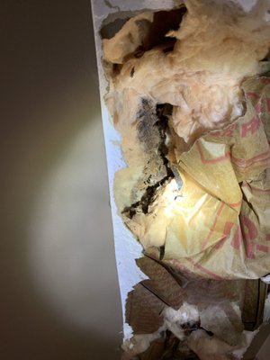 Termite Damage - These are examples of termite damage in a home. Termite Damage - These are examples of termite damage in a home.