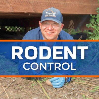 Rodent control in San Diego - This San Diego home had rodents soiling the attic. The first step was trapping to eliminate the rodents followed quickly by exclusion work--meaning closing all the rodent access points with professional-grade materials. Next, the soiled insulation was removed from the attic, the area was cleaned and sanitized. Finally, fresh new insulation was installed. Rodent control in San Diego - This San Diego home had rodents soiling the attic. The first step was trapping to eliminate the rodents followed quickly by exclusion work--meaning closing all the rodent access points with professional-grade materials. Next, the soiled insulation was removed from the attic, the area was cleaned and sanitized. Finally, fresh new insulation was installed.
