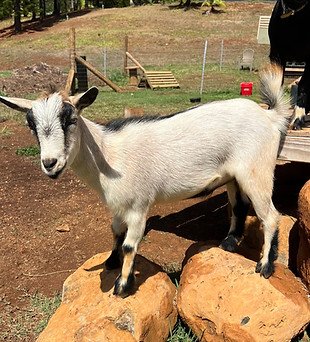 Victor. - 808 goat yoga is located in the majestic village  of Anahola, Kaua'i. Enjoy the stunning views of the Kalelea Mountain Range where you can experience  yoga with our family of miniature goats. Our yoga classes are family-friendly and we encourage all ages to come for a day of fun. Groups are welcomed to book private events.  We also offer goat petting for your keiki (children).