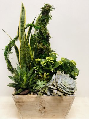 Succulent gardens - Succulent gardens for any occasion Succulent gardens - Succulent gardens for any occasion
