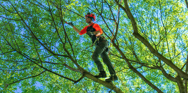 Tree Pruning - Pruning a tree is a very skillful, slow process that ensures that the tree is thinned out and shaped appropriately. Tree pruning is a great way for the tree to remain balanced and healthy, leading to a lower chance of a tree or branch falling. Pruning is the most common arboricultural practice.  Call for an details: 909-488-6803