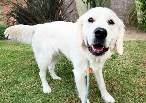 Private Dog Walks - Private, one-on-one neighborhood walks with one of our experienced dog walkers! Picture and Text/Email updates included!