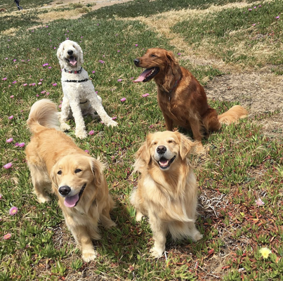 East Bay Pack Walks - When we were "Best Buddy Dog Walks" in SF, we went to Fort Funston every day, rain or shine.