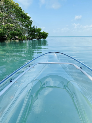 Morning Glory Tour - At 10:00am Start your day right by kayaking through the mangrove tunnels in the crisp morning air. We will paddle around islands that are abundant with wildlife. Look through your clear kayak for fish, turtles, sting ray and lots of sharks taking their morning swim. Approx. 1.5 hours Morning Glory Tour - At 10:00am Start your day right by kayaking through the mangrove tunnels in the crisp morning air. We will paddle around islands that are abundant with wildlife. Look through your clear kayak for fish, turtles, sting ray and lots of sharks taking their morning swim. Approx. 1.5 hours