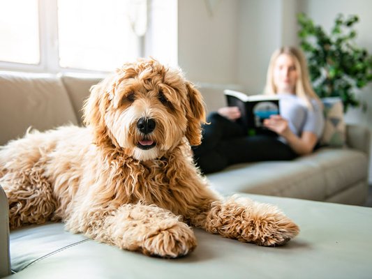 Home Sweet Home Care, For Your Pets and Peace of Mind! - At Happy at Home Pet Sitting, we provide dedicated in-home care for your pets while you’re sick, on vacation, or simply busy. Our team ensures your furry friends enjoy personalized attention, routine care, and plenty of love right in the comfort of their own home. From feeding and exercise to playtime and companionship, we keep your pets happy and secure, giving you peace of mind to focus on what you need. With Happy at Home Pet Sitting, you can trust that your pets are in the best hands, receiving the care and affection they deserve. Home Sweet Home Care, For Your Pets and Peace of Mind! - At Happy at Home Pet Sitting, we provide dedicated in-home care for your pets while you’re sick, on vacation, or simply busy. Our team ensures your furry friends enjoy personalized attention, routine care, and plenty of love right in the comfort of their own home. From feeding and exercise to playtime and companionship, we keep your pets happy and secure, giving you peace of mind to focus on what you need. With Happy at Home Pet Sitting, you can trust that your pets are in the best hands, receiving the care and affection they deserve.
