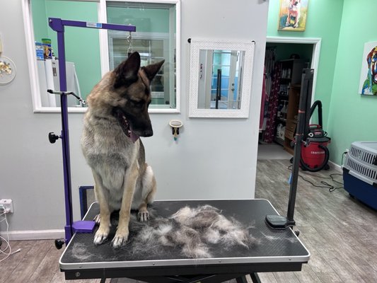 German Shepherd Deshed - Deshedding can be a time consuming process. Rates range $25-$50 by the hour. German Shepherd Deshed - Deshedding can be a time consuming process. Rates range $25-$50 by the hour.