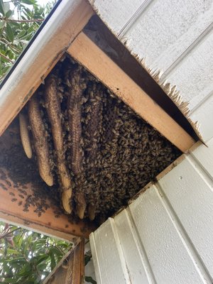 Bee Removal From Under The Roof - Customer called us saying they need a bee removal job, we went there gave them a great estimate and did the job on the same day. We safely remove the bees, buttons new foam in the roof and putting back the piece we cut. Bee Removal From Under The Roof - Customer called us saying they need a bee removal job, we went there gave them a great estimate and did the job on the same day. We safely remove the bees, buttons new foam in the roof and putting back the piece we cut.