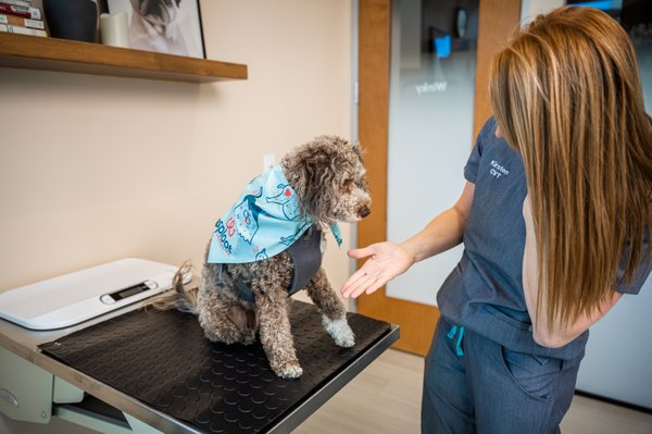 Primary & Urgent Care for Pets | Same-day Appointments Available - Dogs and cats actually love coming to Sploot. Check out the hype - and pick up free treats! Open 10am - 10pm everyday, 365 days a year. We make getting great care stress free! Primary & Urgent Care for Pets | Same-day Appointments Available - Dogs and cats actually love coming to Sploot. Check out the hype - and pick up free treats! Open 10am - 10pm everyday, 365 days a year. We make getting great care stress free!