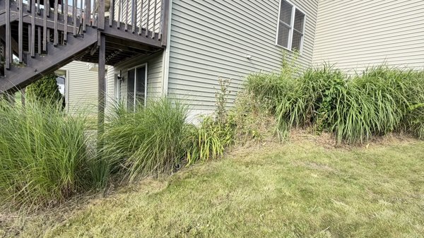 Ornamental Grass Trimming & Landscape Cleanup - ut back heavily overgrown ornamental grasses around the home, removed the debris, and cleaned up the surrounding landscape area for a much cleaner and more maintained appearance. Ornamental Grass Trimming & Landscape Cleanup - ut back heavily overgrown ornamental grasses around the home, removed the debris, and cleaned up the surrounding landscape area for a much cleaner and more maintained appearance.