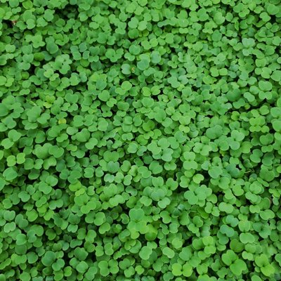 Microgreens and Edible Flowers - At Fresh Source Farms, we grow over 25 varieties of microgreens, and edible flowers.  We are a GAP certified farm, operating year-round, in a 4000 square foot facility in Havre de Grace, MD.  We are a family owned business, focused on providing the highest quality products we can.