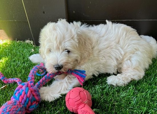 Lucky - Lucky Australia Labradoodle male puppy available on March  31st