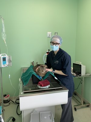 Yoshi's Dental - Follow Yoshi through his dental journey here at Sanctuary Veterinary Hospital! By doing regular cleanings, Yoshi's owners will improve his overall health, keep him comfortable, and extend his lifespan.