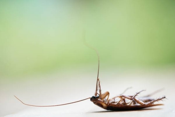 Roach Control Services - At All Seasons Pest Control, our experienced exterminators provide professional interior treatments for residential and commercial properties throughout the Tri-County Area. The types of roaches we commonly treat, but not limited to are:
German Cockroach
Oriental Cockroach
American Cockroach
No matter what type of roach problem you are dealing with, you can trust that we can handle it. We offer a 90-day guarantee for Roach Treatments. Call today for service! Roach Control Services - At All Seasons Pest Control, our experienced exterminators provide professional interior treatments for residential and commercial properties throughout the Tri-County Area. The types of roaches we commonly treat, but not limited to are:
German Cockroach
Oriental Cockroach
American Cockroach
No matter what type of roach problem you are dealing with, you can trust that we can handle it. We offer a 90-day guarantee for Roach Treatments. Call today for service!