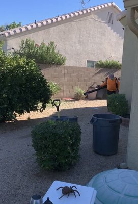 Large Ficus Tree Pruning - This ficus tree was extremely heavy with branches that did not allow the free passage of air, which made it dangerous for the property. The weight overcame it and it broke, so it was decided to remove thebranches and clean it, leaving it smooth and safe. Large Ficus Tree Pruning - This ficus tree was extremely heavy with branches that did not allow the free passage of air, which made it dangerous for the property. The weight overcame it and it broke, so it was decided to remove thebranches and clean it, leaving it smooth and safe.