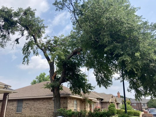 Hazardous tree removal - This dying tree was rotting inside. It was between two houses and leaning over the roof. Safe and happy customer! Hazardous tree removal - This dying tree was rotting inside. It was between two houses and leaning over the roof. Safe and happy customer!