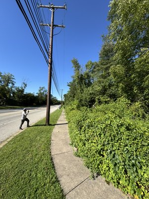 Over grown to undercut and K.O - This was just an absolute nightmare of a fence line made into perfection in just 1 day! Over 1,000ft of fence line! Over grown to undercut and K.O - This was just an absolute nightmare of a fence line made into perfection in just 1 day! Over 1,000ft of fence line!