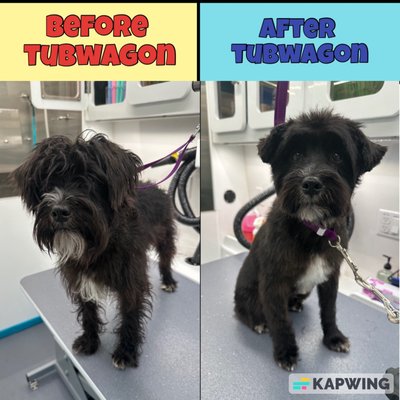 Grooming Packages - In our state-of-the-art, climate-controlled mobile unit, we offer a personalized, one-on-one grooming experience that typically lasts between 60 to 90 minutes. Our eco-friendly unit ensures your pet is pampered in a stress-free environment. We are dedicated to building a trusting relationship with both you and your pet through excellent communication and outstanding service.
Choose TubWagon Grooming for convenience, quality, and a happier pet. Our services fit seamlessly into your busy schedule while ensuring your furry friend receives top-notch care. With TubWagon Grooming, tails will be wagging, and you'll enjoy the ease and peace of mind that comes with our premium mobile grooming service. Grooming Packages - In our state-of-the-art, climate-controlled mobile unit, we offer a personalized, one-on-one grooming experience that typically lasts between 60 to 90 minutes. Our eco-friendly unit ensures your pet is pampered in a stress-free environment. We are dedicated to building a trusting relationship with both you and your pet through excellent communication and outstanding service.
Choose TubWagon Grooming for convenience, quality, and a happier pet. Our services fit seamlessly into your busy schedule while ensuring your furry friend receives top-notch care. With TubWagon Grooming, tails will be wagging, and you'll enjoy the ease and peace of mind that comes with our premium mobile grooming service.