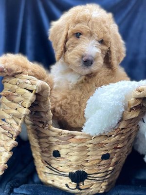 The Redheads - Multi-Generational Goldendoodles up to 60lbs 8 week photos The Redheads - Multi-Generational Goldendoodles up to 60lbs 8 week photos