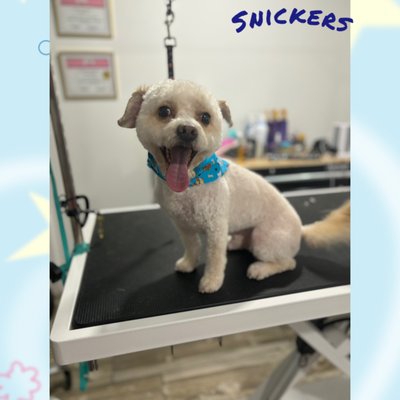 We work with all breeds, sizes, and temperaments - At our dog grooming business, we proudly welcome dogs of all breeds, sizes, and temperaments. Whether you have a tiny, nervous pup or a large, energetic breed, we tailor our approach to meet each dog’s individual needs. With patience, experience, and gentle care, we ensure every dog feels safe, comfortable, and well-cared for during their grooming session. We work with all breeds, sizes, and temperaments - At our dog grooming business, we proudly welcome dogs of all breeds, sizes, and temperaments. Whether you have a tiny, nervous pup or a large, energetic breed, we tailor our approach to meet each dog’s individual needs. With patience, experience, and gentle care, we ensure every dog feels safe, comfortable, and well-cared for during their grooming session.
