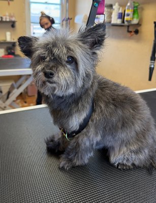 Doodle Grooming - Spokane Dog Grooming is a family owned business supporting the Spokane, South Hill and Spokane Valley. We specialize in all doodles and every other breed as well. Give us a try, you will not be disappointed. Doodle Grooming - Spokane Dog Grooming is a family owned business supporting the Spokane, South Hill and Spokane Valley. We specialize in all doodles and every other breed as well. Give us a try, you will not be disappointed.