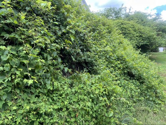 Thick Brush and Shrub Infested with Kudzu Vines Removal - This job was deceptively large. The brushes extended out from the fence roughly 12-15 feet and were roughly 8 feet high. The customer also requested that I remove all debris to an offsite location. Once the work was completed, the customer was very happy with the work that was completed and has stated that he will hire us again soon to do more work for him. Thick Brush and Shrub Infested with Kudzu Vines Removal - This job was deceptively large. The brushes extended out from the fence roughly 12-15 feet and were roughly 8 feet high. The customer also requested that I remove all debris to an offsite location. Once the work was completed, the customer was very happy with the work that was completed and has stated that he will hire us again soon to do more work for him.