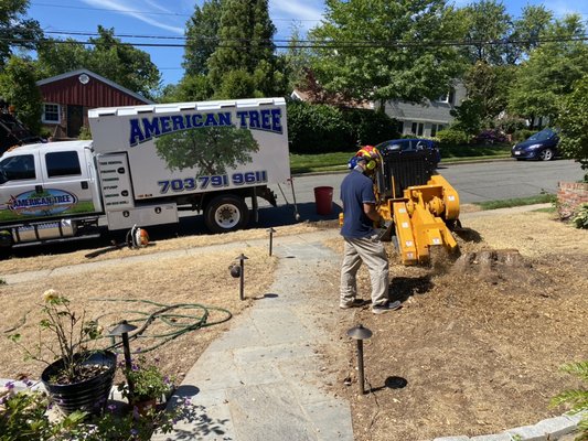 Tree and stump removal in Alexandria Va - Tree and stump removal in Alexandria Va