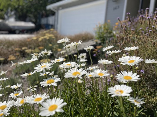 Floral Sloped Yard - This front yard used to be cute, but was a bit run down. We designed a new entrance, removed the old picket fence, and created a beautiful new wildflower meadow to welcome them home each day. A concrete contractor came in and installed a new brick entrance, then we converted the sprinkler system, placed the boulders and completed the plantings. Two years later, the garden is looking lovely already! Floral Sloped Yard - This front yard used to be cute, but was a bit run down. We designed a new entrance, removed the old picket fence, and created a beautiful new wildflower meadow to welcome them home each day. A concrete contractor came in and installed a new brick entrance, then we converted the sprinkler system, placed the boulders and completed the plantings. Two years later, the garden is looking lovely already!