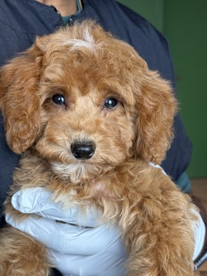 Small babies - From small fur babies to big fur babies. We care for them all.