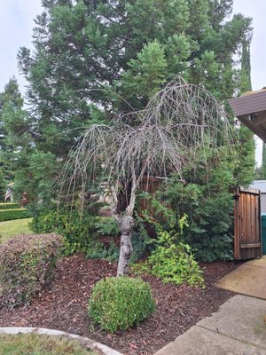 Removal - Redwood Removal/cleanup Removal - Redwood Removal/cleanup