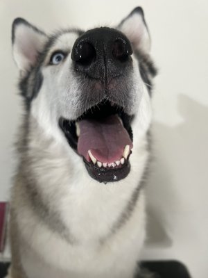 Akita 🐝🩵 - Akita was a sweetheart during her bathing and de-shedding session and was showing her boopable nose for everyone to see.