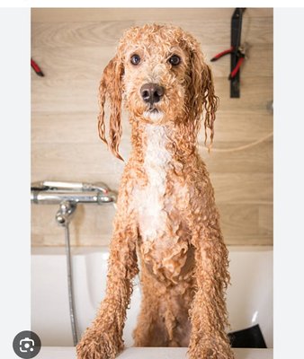 Self Serve DOg WAsh and GROOMING - Self serve dog wash and grooming Self Serve DOg WAsh and GROOMING - Self serve dog wash and grooming