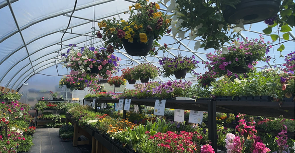 Perennials, Annuals, Shrubs and Trees - When it comes to keeping gardens in their prime, we’re the experts. Our garden centre is equipped with the finest irrigation systems, and our passionate team knows the secret to lush and healthy plants. Discover the magic of the Lyons Garden Centre today and let’s create a place that turns heads and leaves neighbours green with envy! Perennials, Annuals, Shrubs and Trees - When it comes to keeping gardens in their prime, we’re the experts. Our garden centre is equipped with the finest irrigation systems, and our passionate team knows the secret to lush and healthy plants. Discover the magic of the Lyons Garden Centre today and let’s create a place that turns heads and leaves neighbours green with envy!
