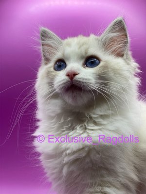 Misty - This is Misty seal lynx bicolor she was born on 04/26/22.She has amazing eyes, and temperament. All vaccinations, microchip, and spay/neuter is included. Only $2000 out the door, Reach out to us today if your interested! Misty - This is Misty seal lynx bicolor she was born on 04/26/22.She has amazing eyes, and temperament. All vaccinations, microchip, and spay/neuter is included. Only $2000 out the door, Reach out to us today if your interested!