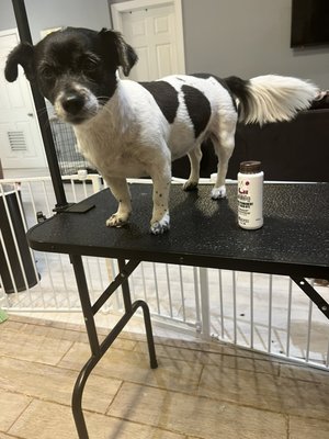 Pretty in pink! - First time dying a client. It was a process but we got it done! Contact me for grooming rates! Pretty in pink! - First time dying a client. It was a process but we got it done! Contact me for grooming rates!