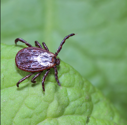 Trusted Organic Tick Control - Organic tick control methods are safer for humans and the environment than traditional chemical methods.
Professionals specializing in organic tick control have the expertise and experience necessary to effectively control tick populations without harming other wildlife or plants in the area.
Attempting to control ticks without proper knowledge or equipment can worsen the problem by spreading ticks to new areas or allowing them to build up resistance to control methods.
Professionals can provide ongoing monitoring and maintenance to ensure that tick populations remain under control in the long term.
By hiring professionals, you can have peace of mind knowing that your property is protected from tick-borne illnesses and that you are doing your part to protect the environment. Trusted Organic Tick Control - Organic tick control methods are safer for humans and the environment than traditional chemical methods.
Professionals specializing in organic tick control have the expertise and experience necessary to effectively control tick populations without harming other wildlife or plants in the area.
Attempting to control ticks without proper knowledge or equipment can worsen the problem by spreading ticks to new areas or allowing them to build up resistance to control methods.
Professionals can provide ongoing monitoring and maintenance to ensure that tick populations remain under control in the long term.
By hiring professionals, you can have peace of mind knowing that your property is protected from tick-borne illnesses and that you are doing your part to protect the environment.