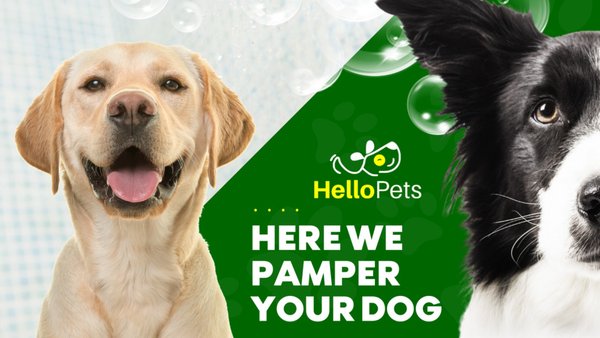 Dog Grooming | 2 - At Hello Pets we provide high quality services for your pet with experienced people. In this Complete Grooming service we offer you: Full Body Trim, Bath & Blow Dry, Hair Brushing, Nail Trim, Anal Gland Expression, Ear Cleaning & Plucking.