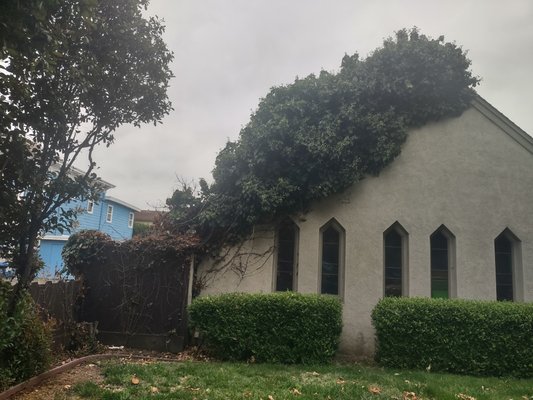 Full Ivy Extraction ! - Cornerstone Fellowship Church at 180 Lewelling, San Lorenzo.
We even cleaned years' of debris, from the wayward, off the premises, free of charge.
We are Called to Serve. Full Ivy Extraction ! - Cornerstone Fellowship Church at 180 Lewelling, San Lorenzo.
We even cleaned years' of debris, from the wayward, off the premises, free of charge.
We are Called to Serve.
