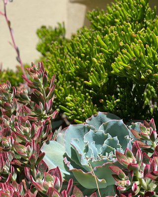 Rancho Santa Fe Villa - This garden transformation went from an overgrown mess that was the result of HOA rules calling out plants that eventually get too big for the spaces they are in. A plant pallette was carefully selected to give each area as much color and impact without outgrowing the space. The result is year round color and interest packed into a small space.