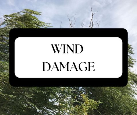 Wind Damage - Wind Damage Wind Damage - Wind Damage