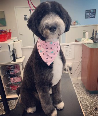 Bernadoodle - We specialize in grooming doodles. Give us a call to schedule a sPAW day for your pet! Bernadoodle - We specialize in grooming doodles. Give us a call to schedule a sPAW day for your pet!