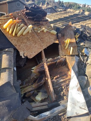 Beehive removals - These are beehives inside of various roofs . One is inside of a wall . Notice all of the honeycombs filled with honey . This honey will attract rodents and various pest that feed on the honey.
We remove the hive scrape it clean . We primer the wall to mask the bee pheromone that will attract new hives . We then stuff the area with insulation so there is no space for bees to reestablish . Beehive removals - These are beehives inside of various roofs . One is inside of a wall . Notice all of the honeycombs filled with honey . This honey will attract rodents and various pest that feed on the honey.
We remove the hive scrape it clean . We primer the wall to mask the bee pheromone that will attract new hives . We then stuff the area with insulation so there is no space for bees to reestablish .