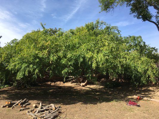 Chinese Elm Removal - Large Chinese Elm removal. Chinese Elm Removal - Large Chinese Elm removal.