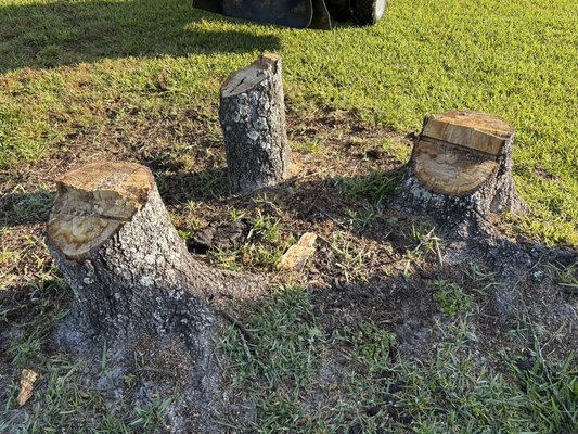 Clay County grinding - Knocking out 4 stumps today! Beautiful piece of property with another amazing client! Clay County grinding - Knocking out 4 stumps today! Beautiful piece of property with another amazing client!
