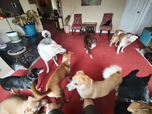 Playful Pups - Just a usual day at Pup Paradise - up to ten happy pups taking a load off, while their parents do human stuff! Playful Pups - Just a usual day at Pup Paradise - up to ten happy pups taking a load off, while their parents do human stuff!