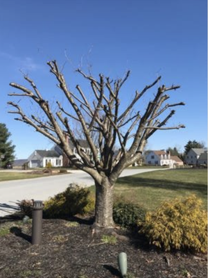Topping and Pruning - Don't settle for anything less than the best when it comes to topping and pruning your trees. RC Tree Services has the equipment and experience to get the job done with unparalleled efficiency and precision. Why wait? Contact us now for a free quote and experience the difference for yourself. Topping and Pruning - Don't settle for anything less than the best when it comes to topping and pruning your trees. RC Tree Services has the equipment and experience to get the job done with unparalleled efficiency and precision. Why wait? Contact us now for a free quote and experience the difference for yourself.