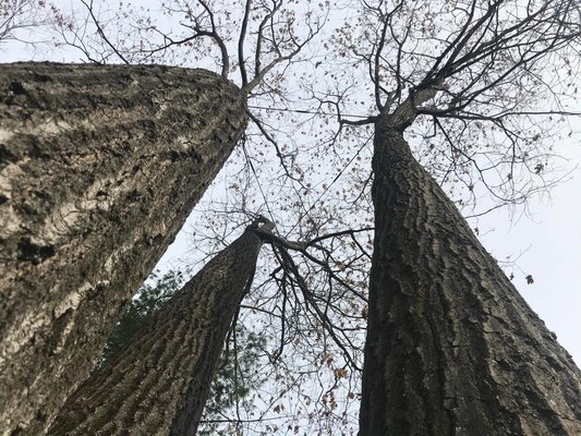 Cabling and Bolting - We offer cabling and bolting to increase the longevity of your trees